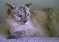 angel20030607 200x143.jpg